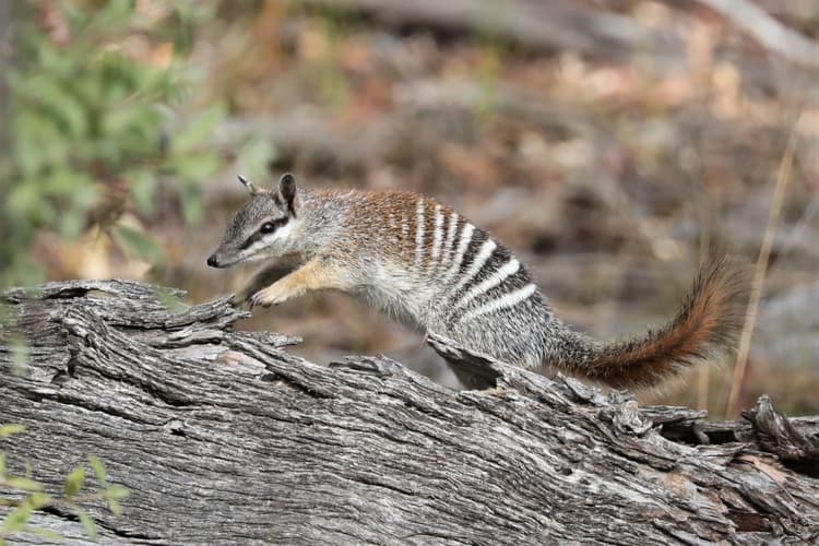 Numbat must see wildlife of western australia