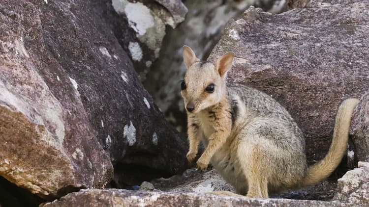 Wilkins Rock-wallaby (joey) : a declining tropical species monitored through citizen science by Australian Geographic Travel during tours into Kakadu National Park. Photo: Tony Martin