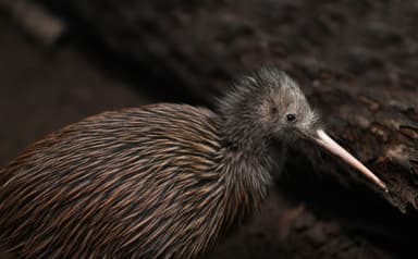 Special Member Picture