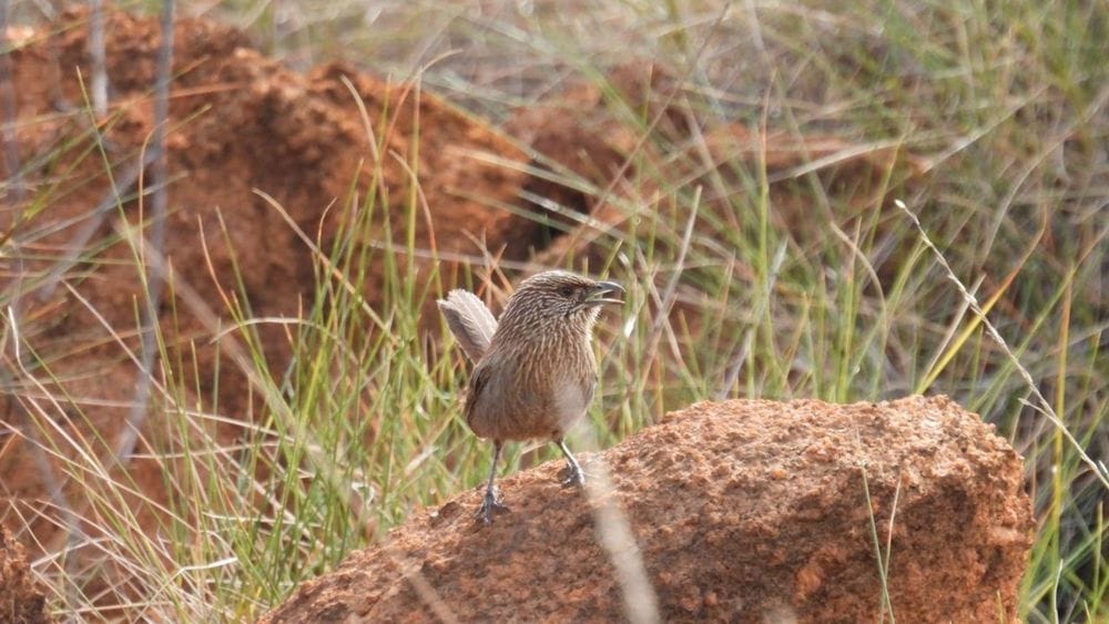 Gulf Country & Tropical Savannah Birding