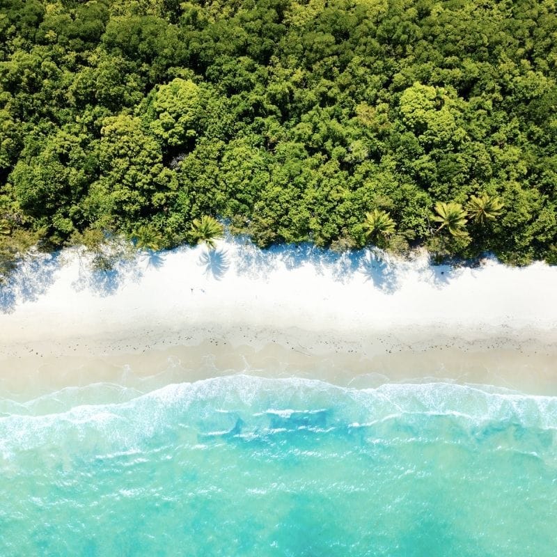 Cairns to Cape Tribulation & Kingfisher Park
