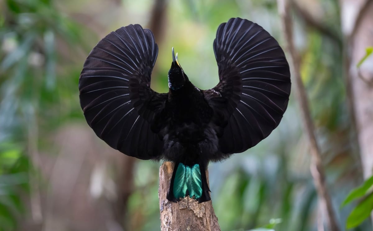 Victoria Riflebird