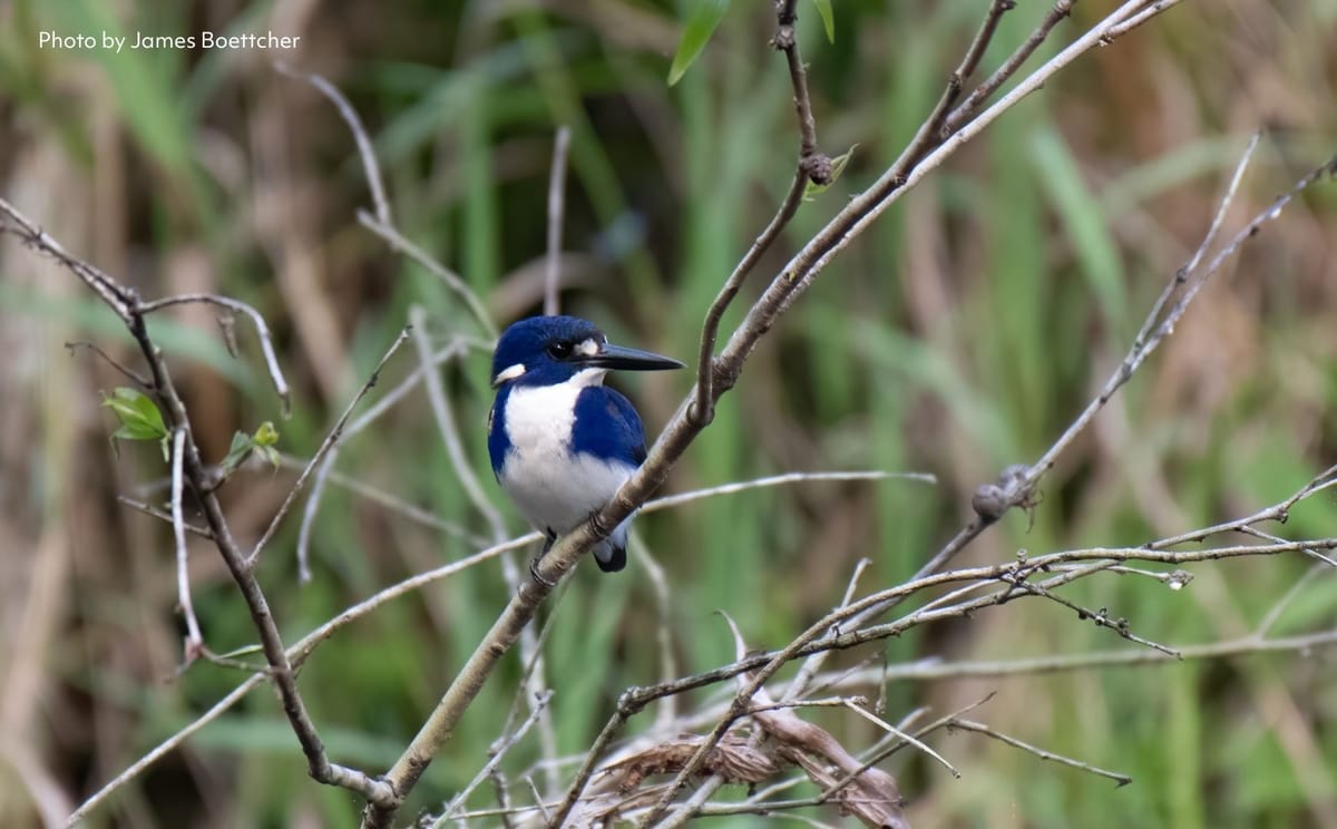 Little Kingfisher