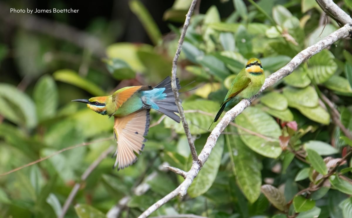 Rainbow Bee-eater