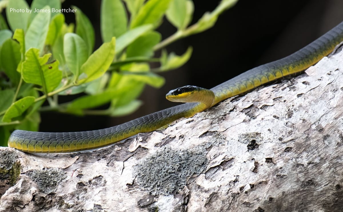 Common Tree Snake