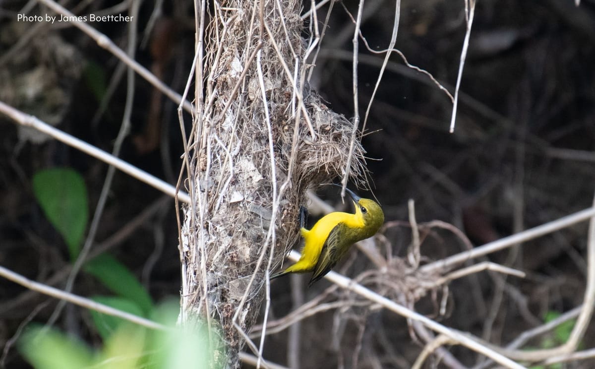 Sahul Sunbird