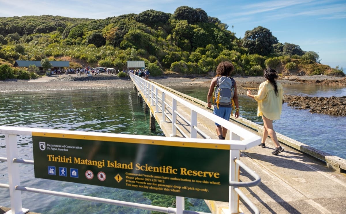 North Island Birding: Kiwi to Kōkako