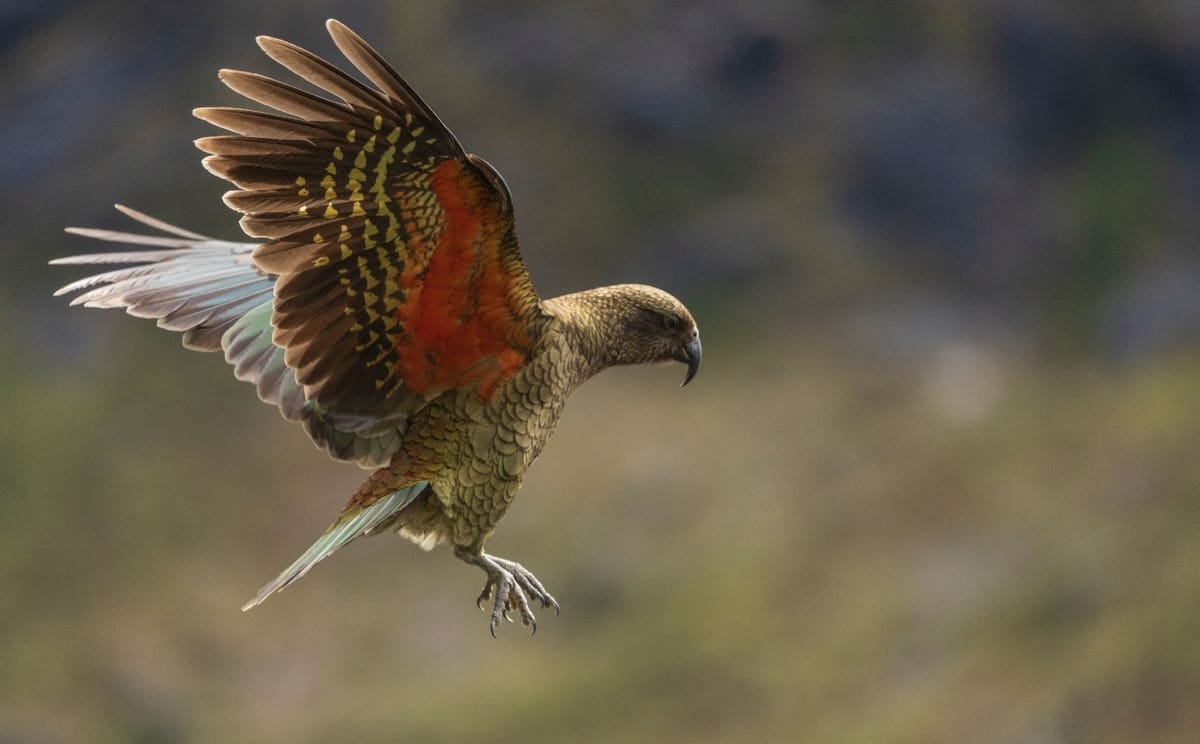 South Island Birding: Toroa to Kea