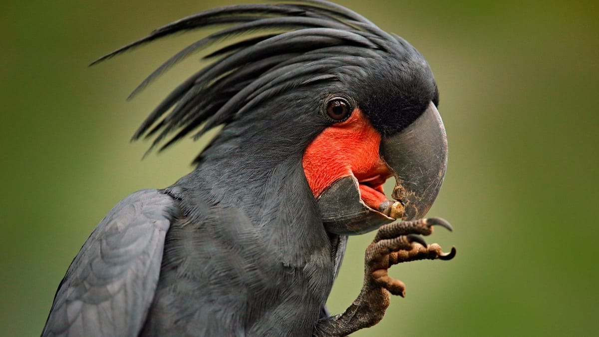 Combine your tour - Cape York Birdwatching