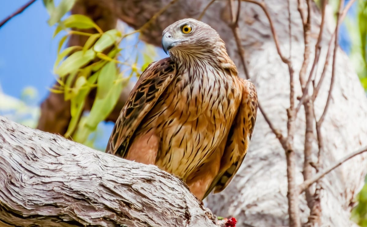 Cape York Birdwatching Safari
