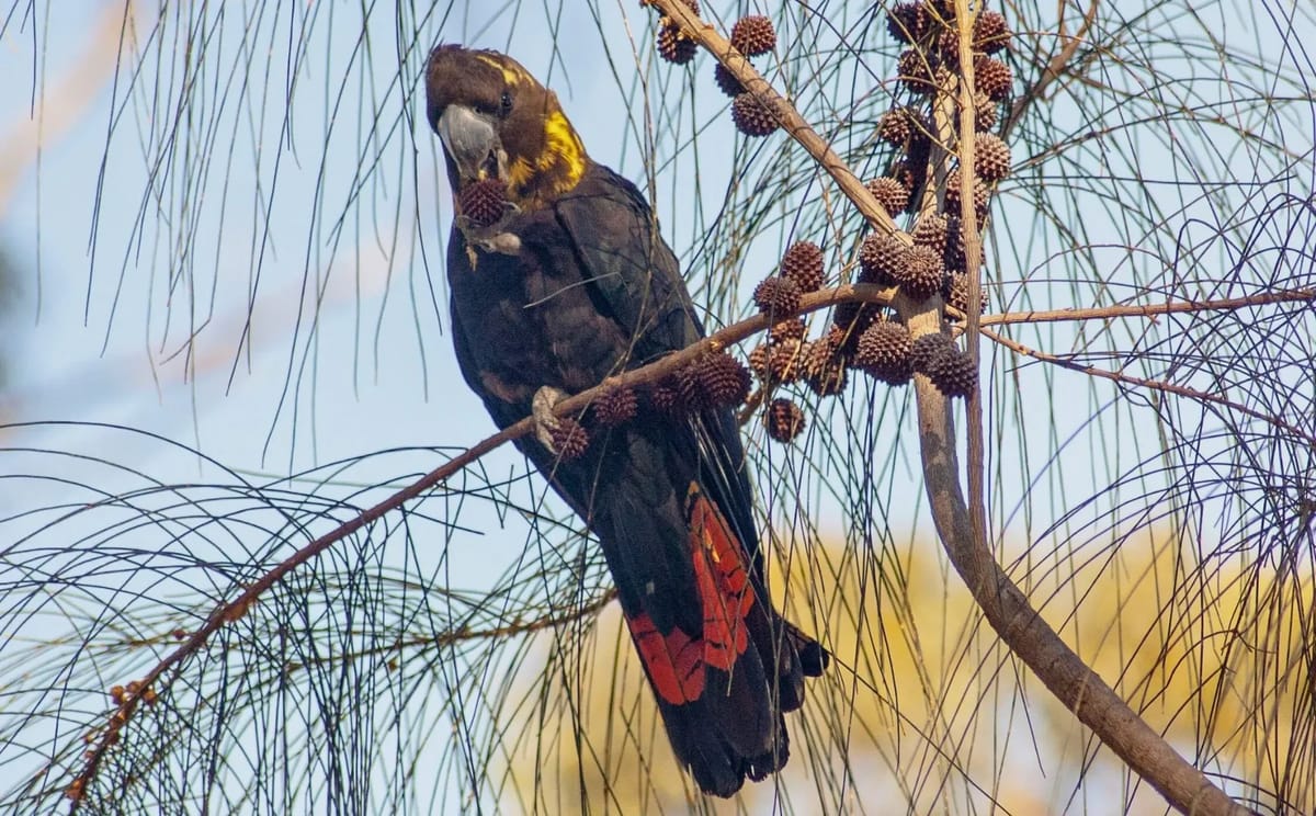 Endangered Kangaroo Island Glossy black cockatoo