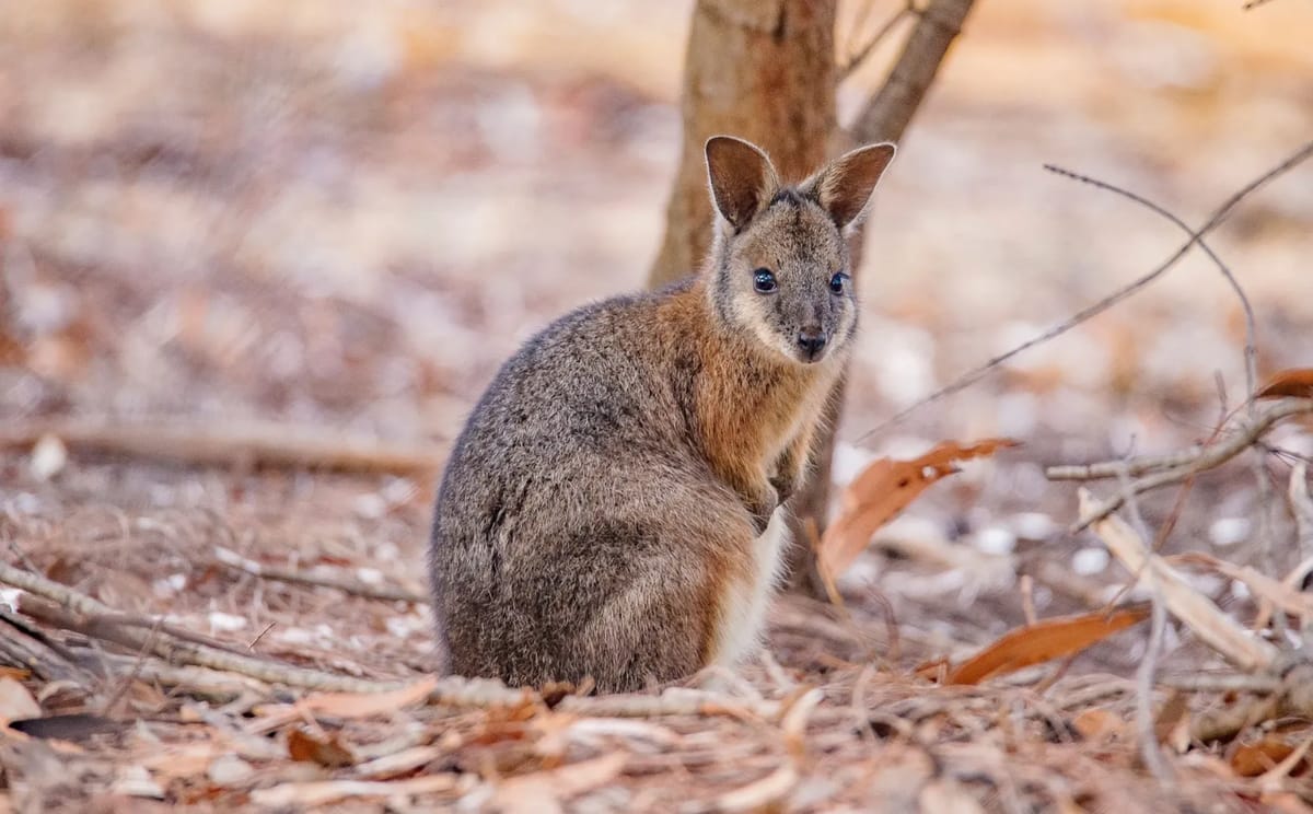 Kangaroo on Kangaroo Island
