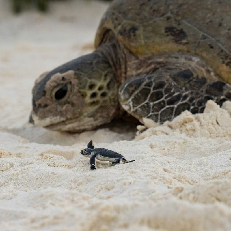 Sunrise Turtle Walk, Wilson Bommie and Bird Walk