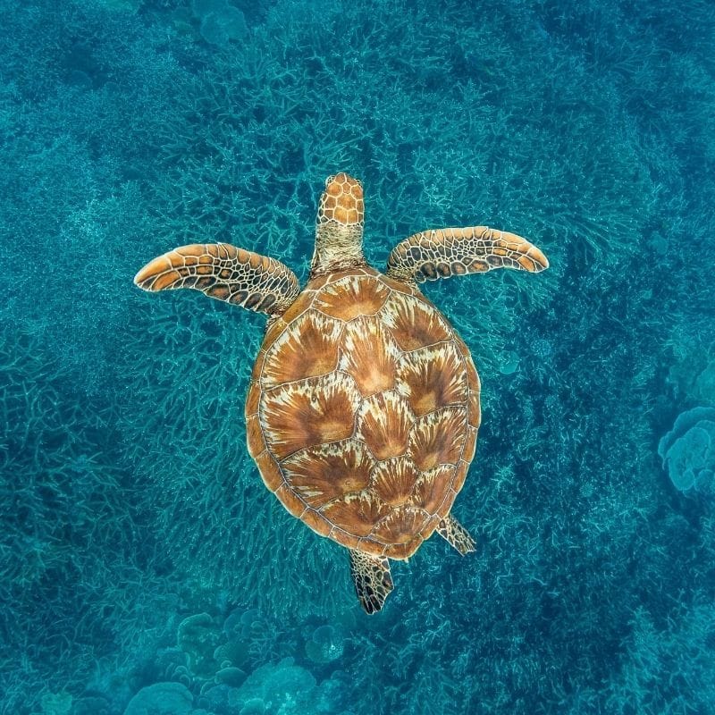 Farewell Wilson Island