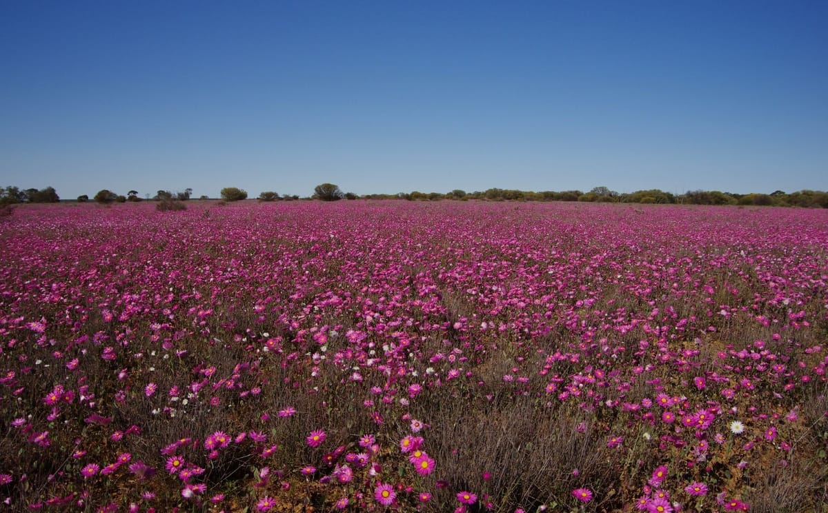 Pink Wildflowers in Western Australia