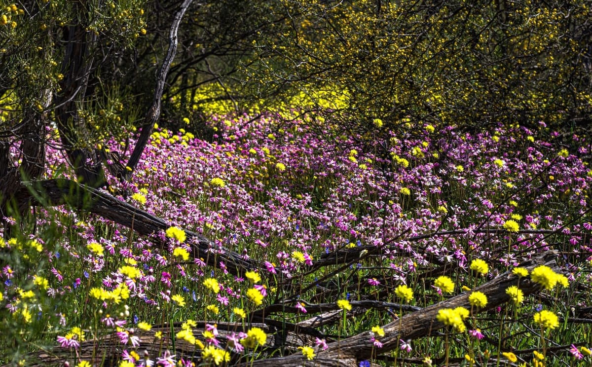 Wildflowers in Coalseam Conservation Park in Western Australia.