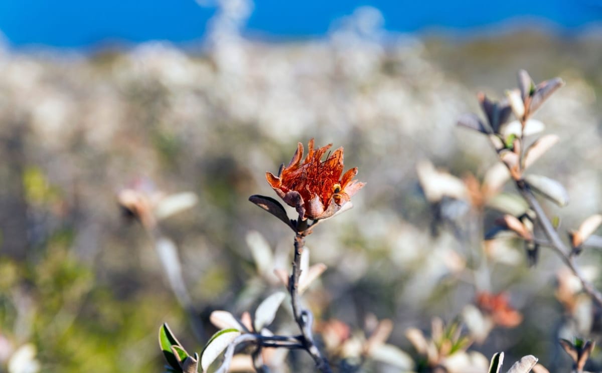 Diplolaena wildflower blooming in the coastal heathlands of Western Australia.