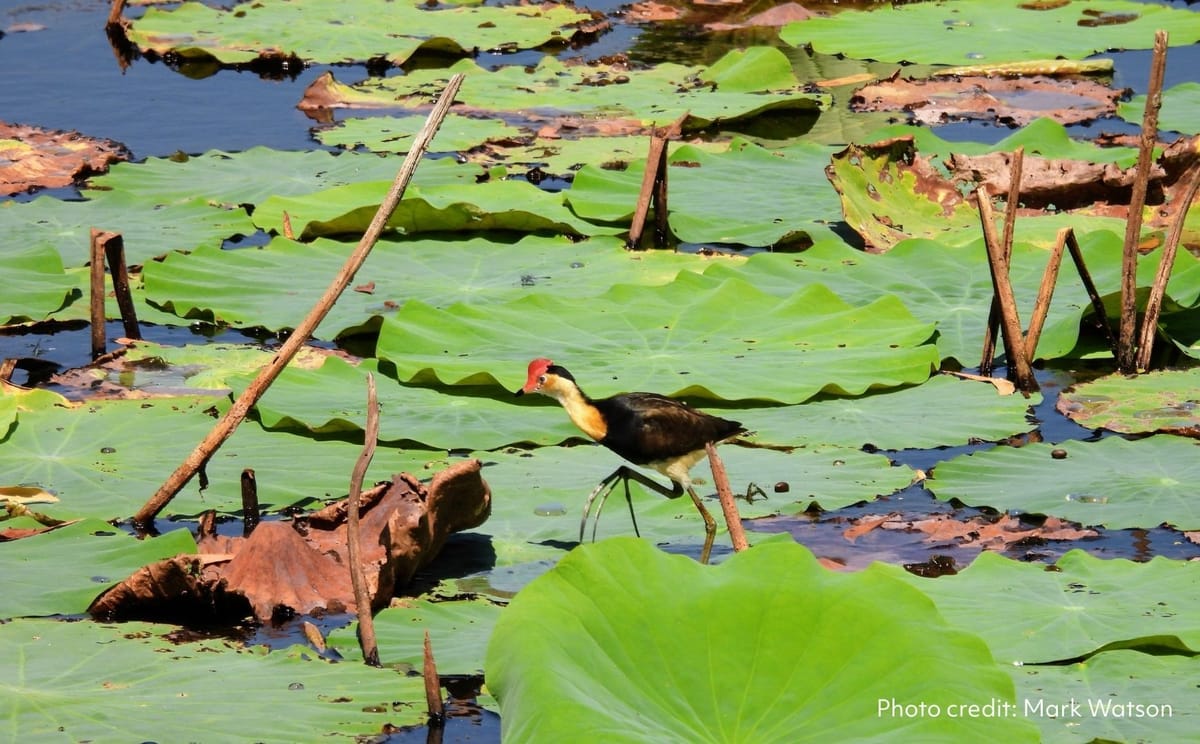 Birdwatching Safari of Kakadu & Litchfield National Parks
