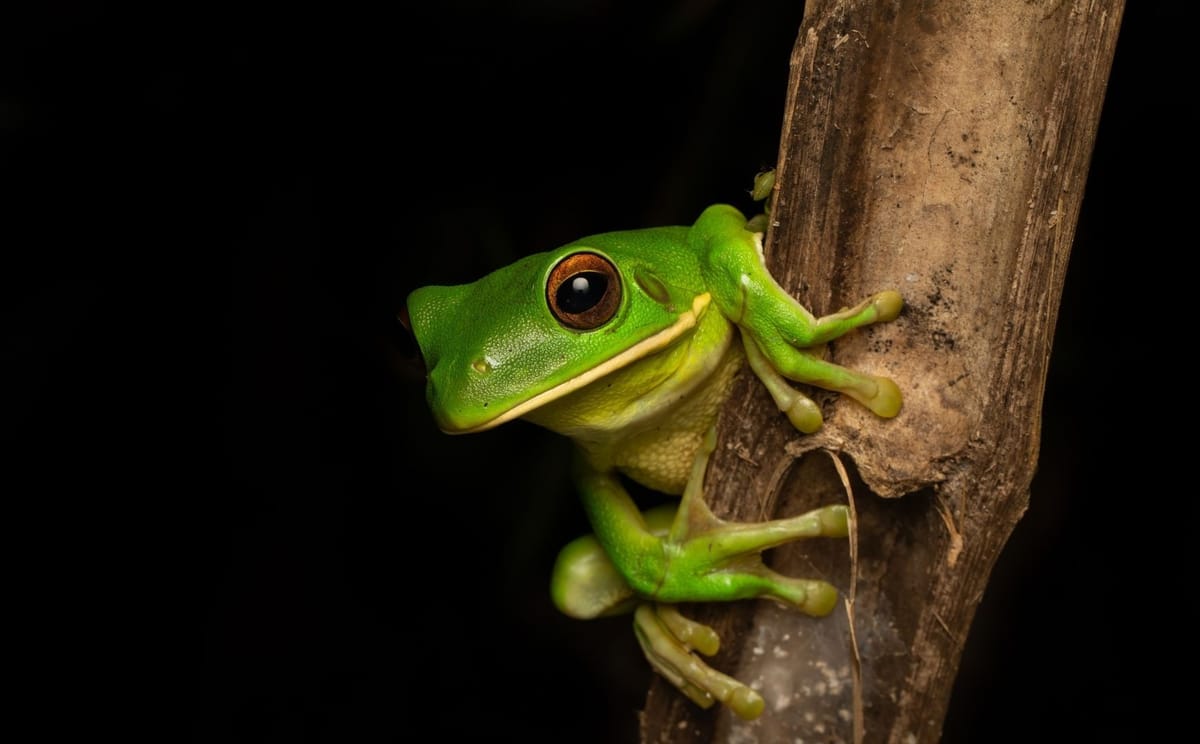 Ultimate Wildlife Safari North Queensland
