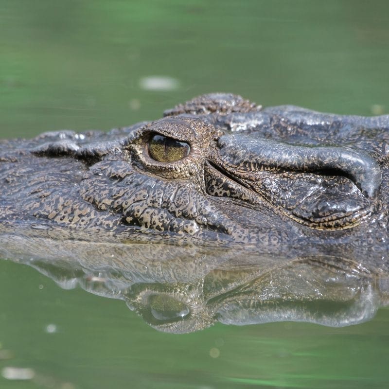 Daintree River Cruise & Atherton Tablelands