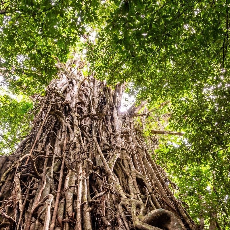Hasties Swamp, Mount Hypipamee & Curtain Fig Tree