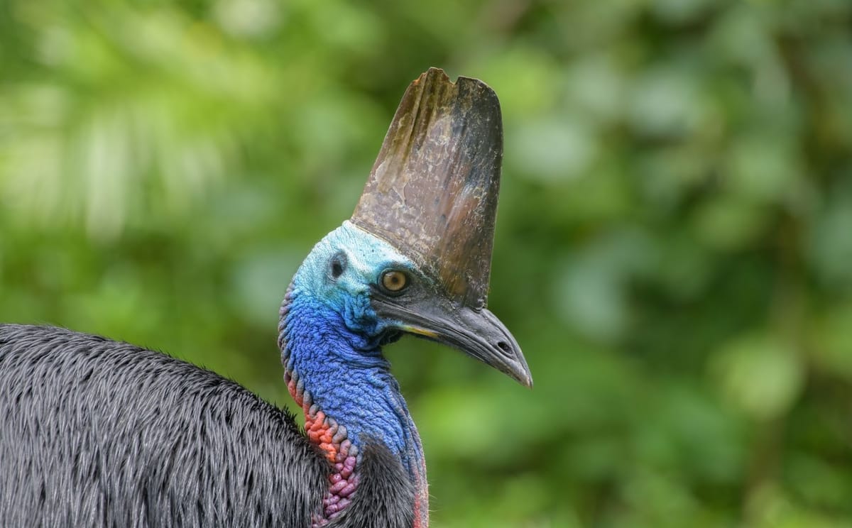 Ultimate Wildlife Safari North Queensland