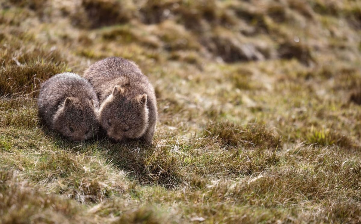 Tasmanian Highlights: Devils, Wombats and World Heritage