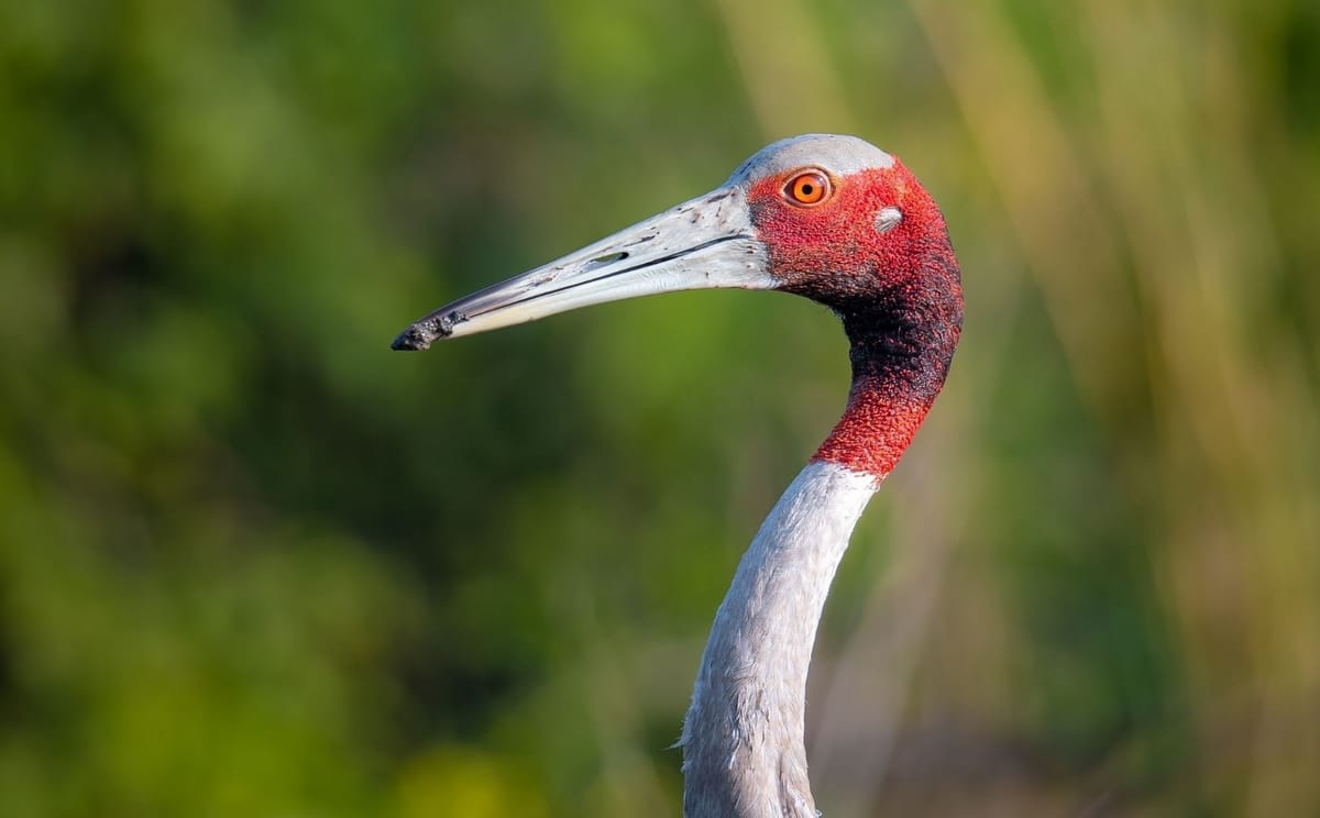 Gulf Country & Tropical Savannah Birding