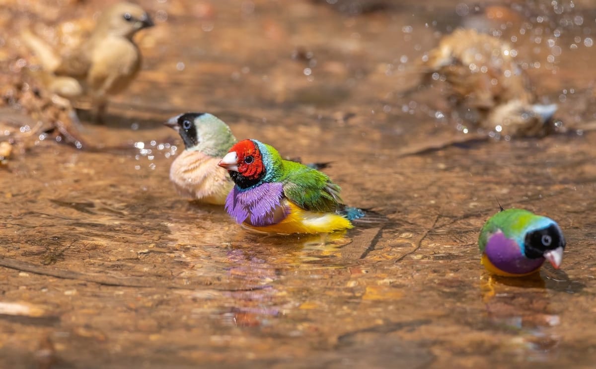 Gulf Country & Tropical Savannah Birding