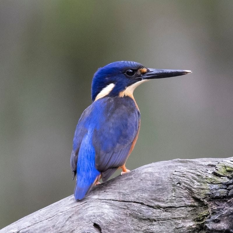 Boodjamulla National Park