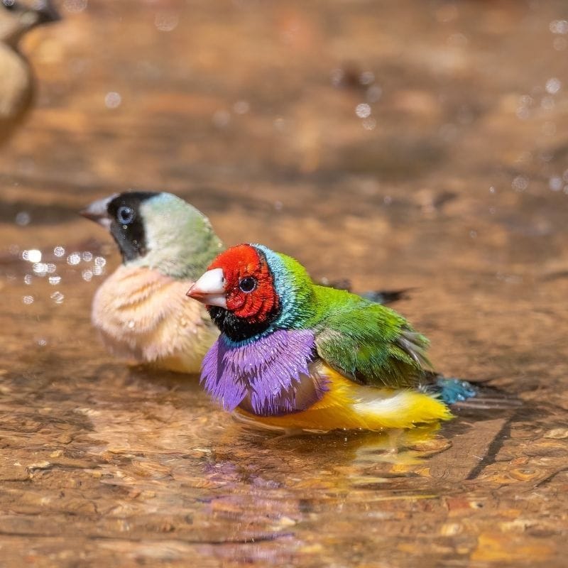 Georgetown to Undara: finches at dawn, lava tubes by day