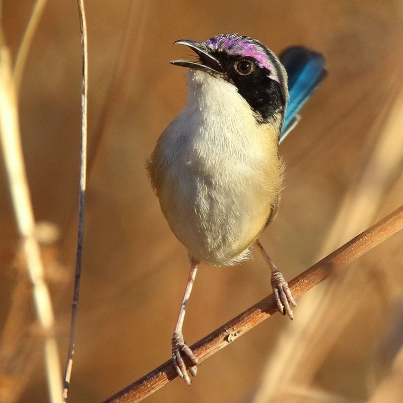 Boodjamulla to Burketown