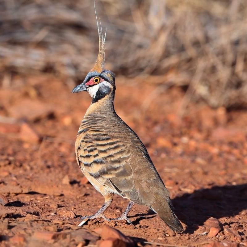 Mt Isa: grasswrens and Lake Moondarra