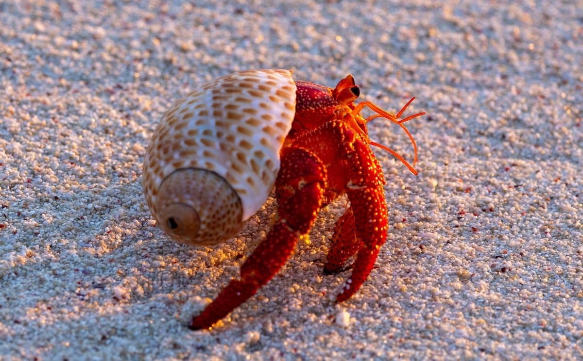 Strawberry hermit crab (Coenobita perlatus)