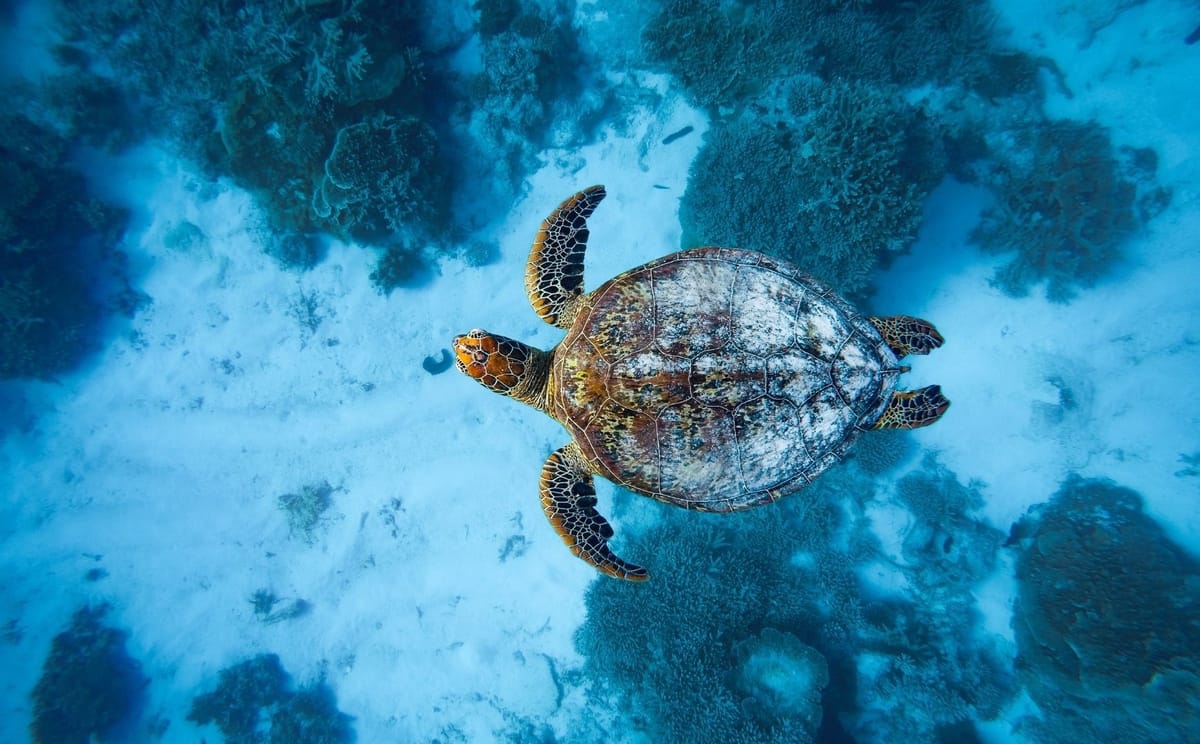 Loggerhead sea turtle (Caretta caretta) 