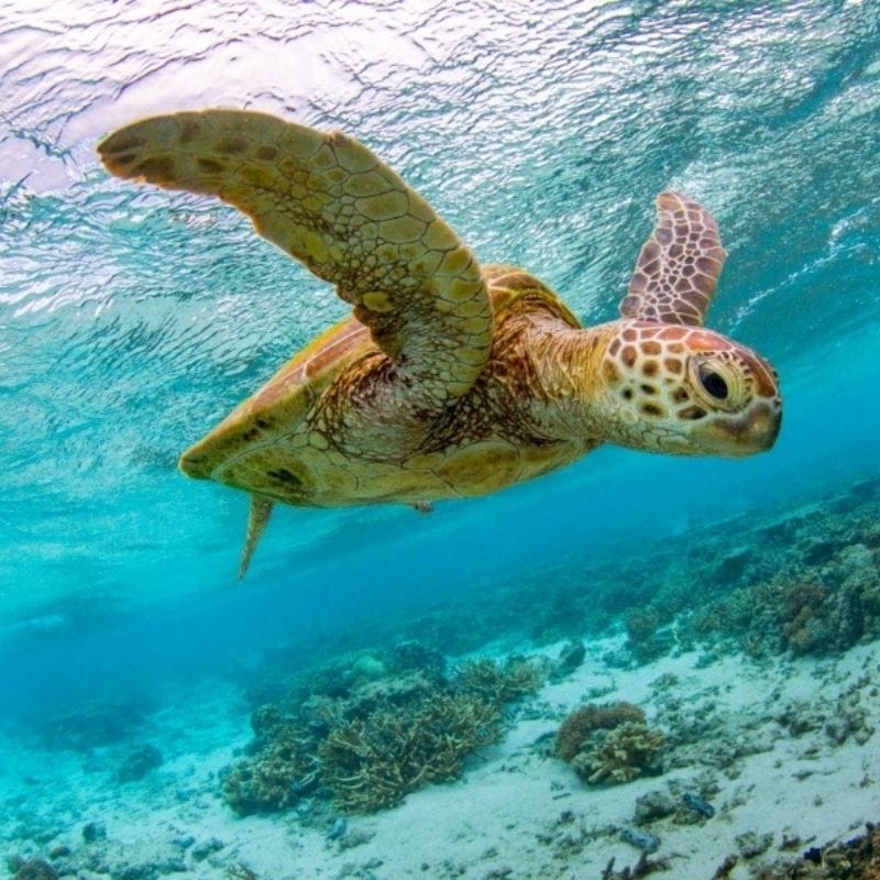 Manta Ray Research, Leaf to Reef and Turtle Conservation