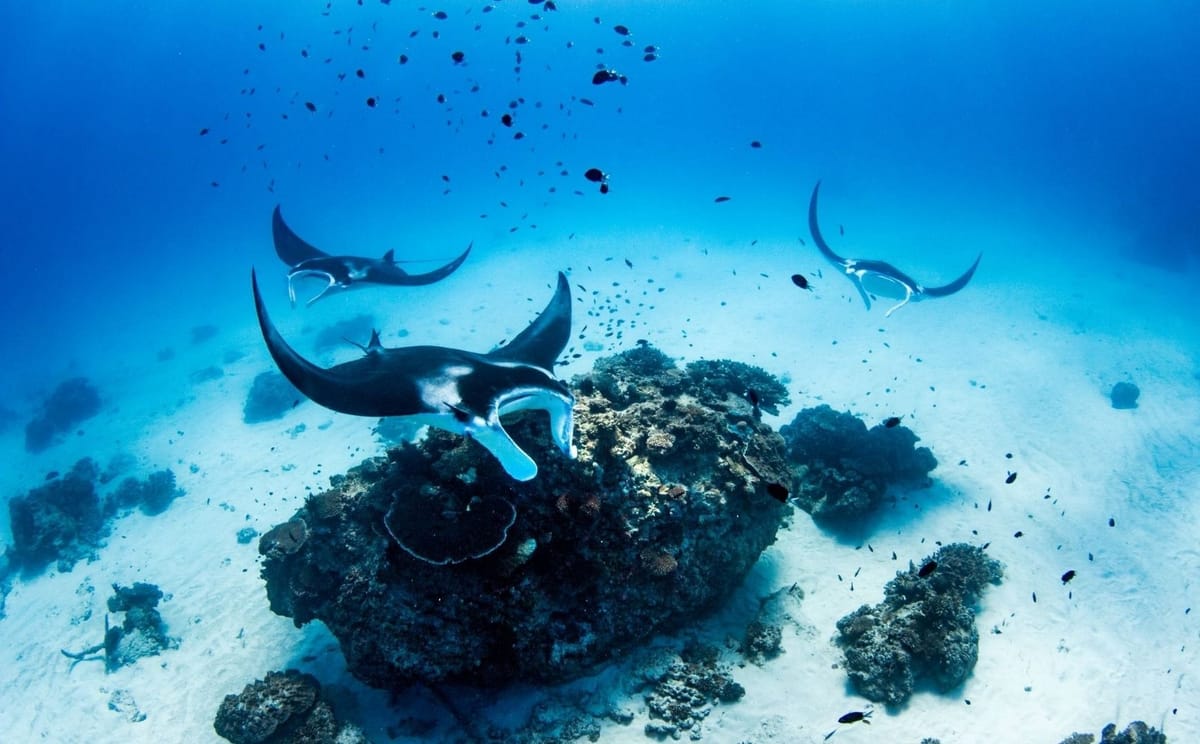 Reef manta rays (Mobula alfredi) hovering over a cleaning station
