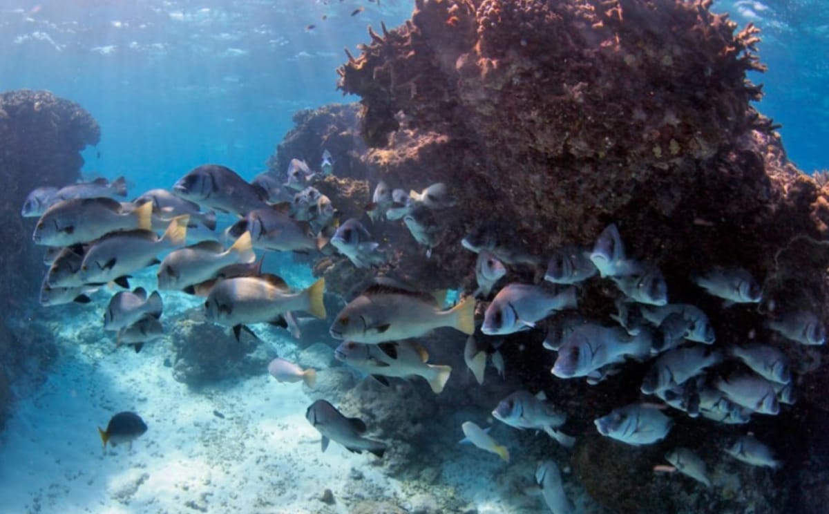 Coral reef off Lady Elliot Island