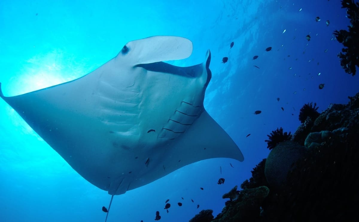 Reef manta ray