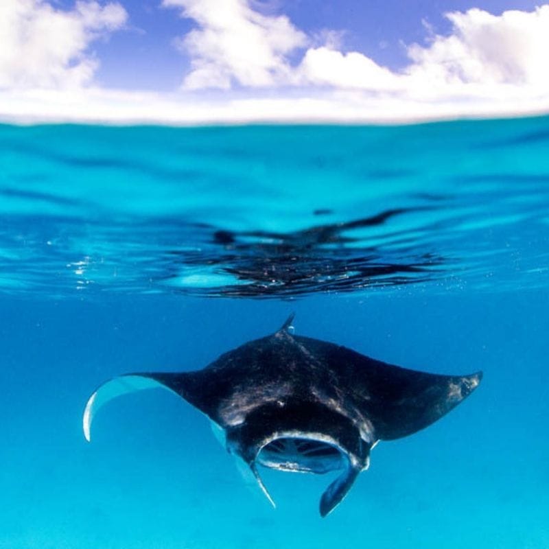 Introduction to Project Manta and Great Barrier Reef Research