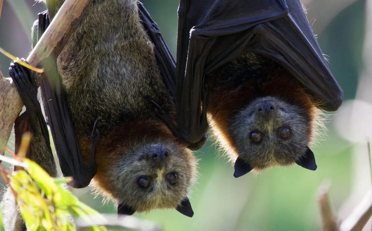 Grey Headed Flying Fox, Victoria
