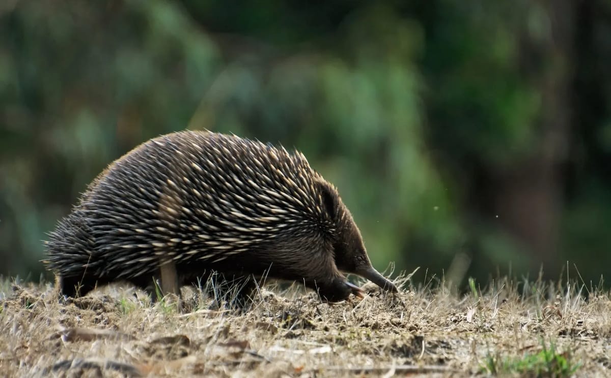 Echidna in East Gippsland