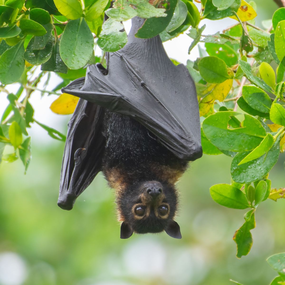 Wildlife Photography Safari in Far North Queensland