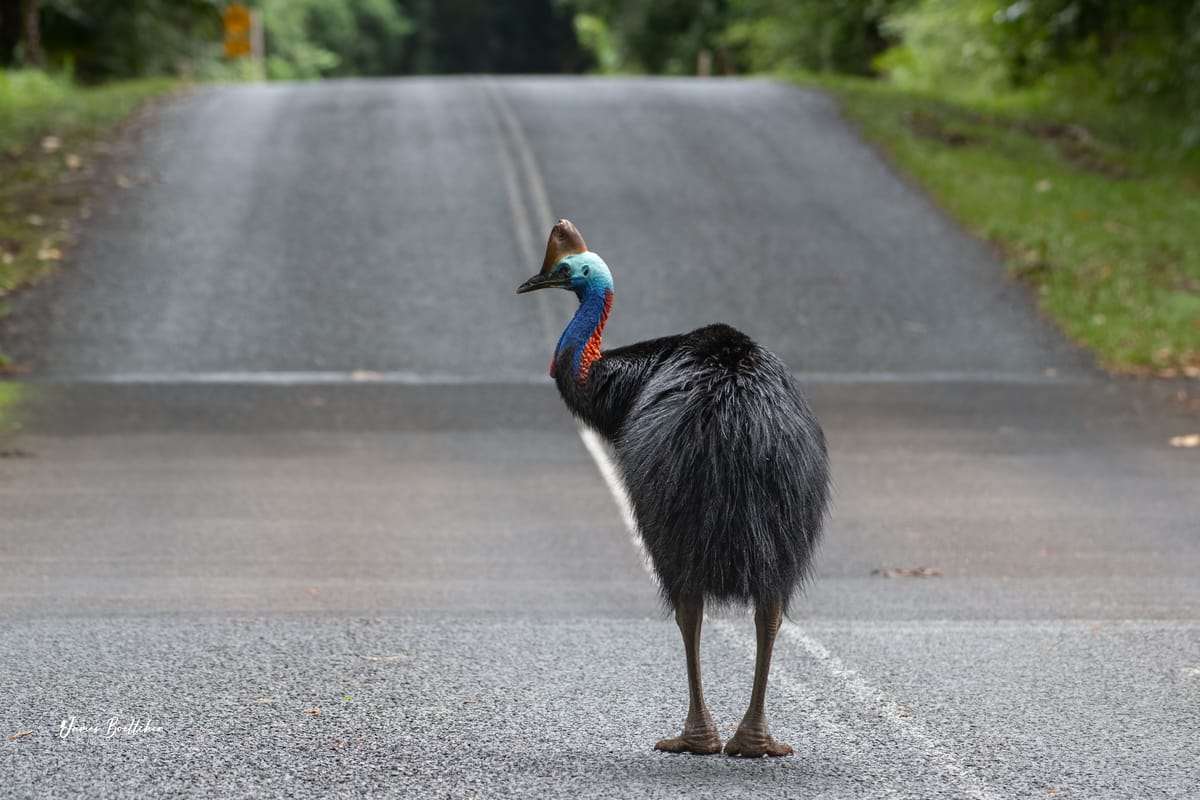 Wildlife Photography Safari in Far North Queensland