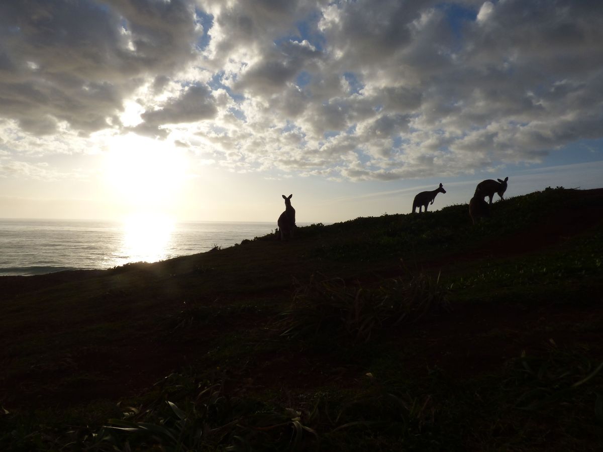 PRIVATE Sydney to Melbourne Nature & Wildlife Adventure