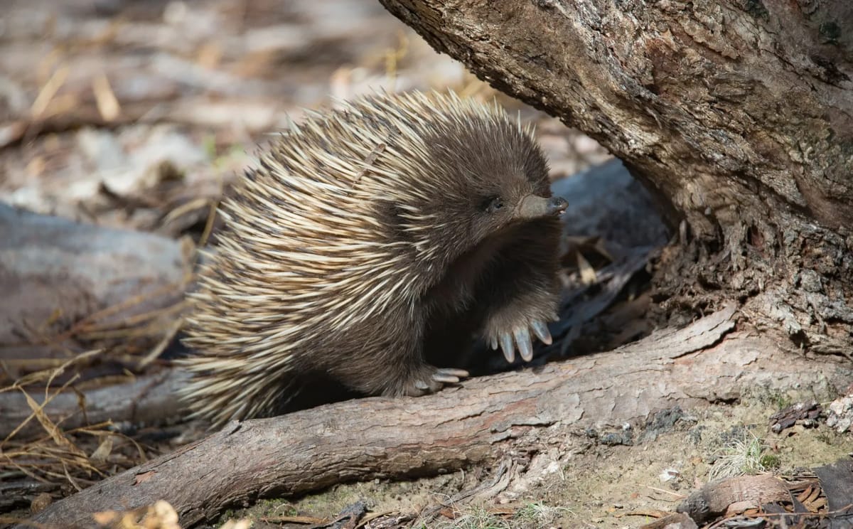 Echidna on Kangaroo Island
