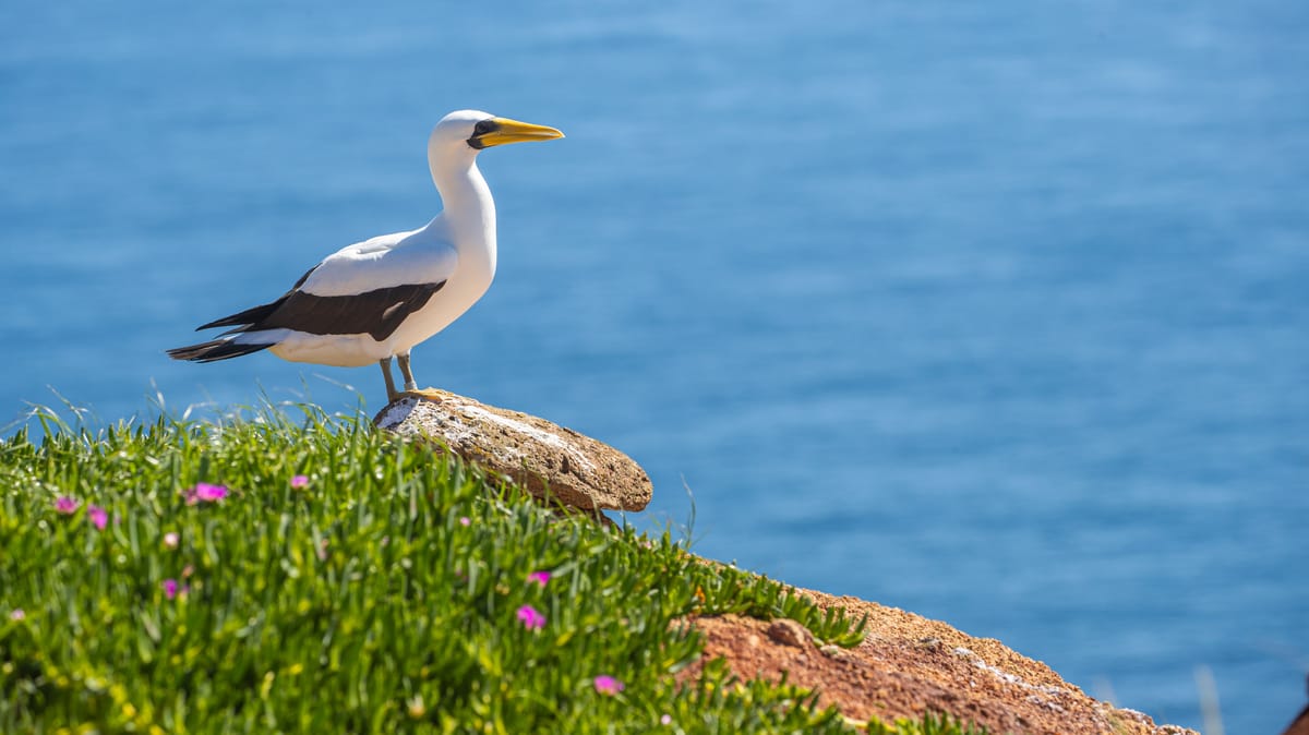 Discover Norfolk Island