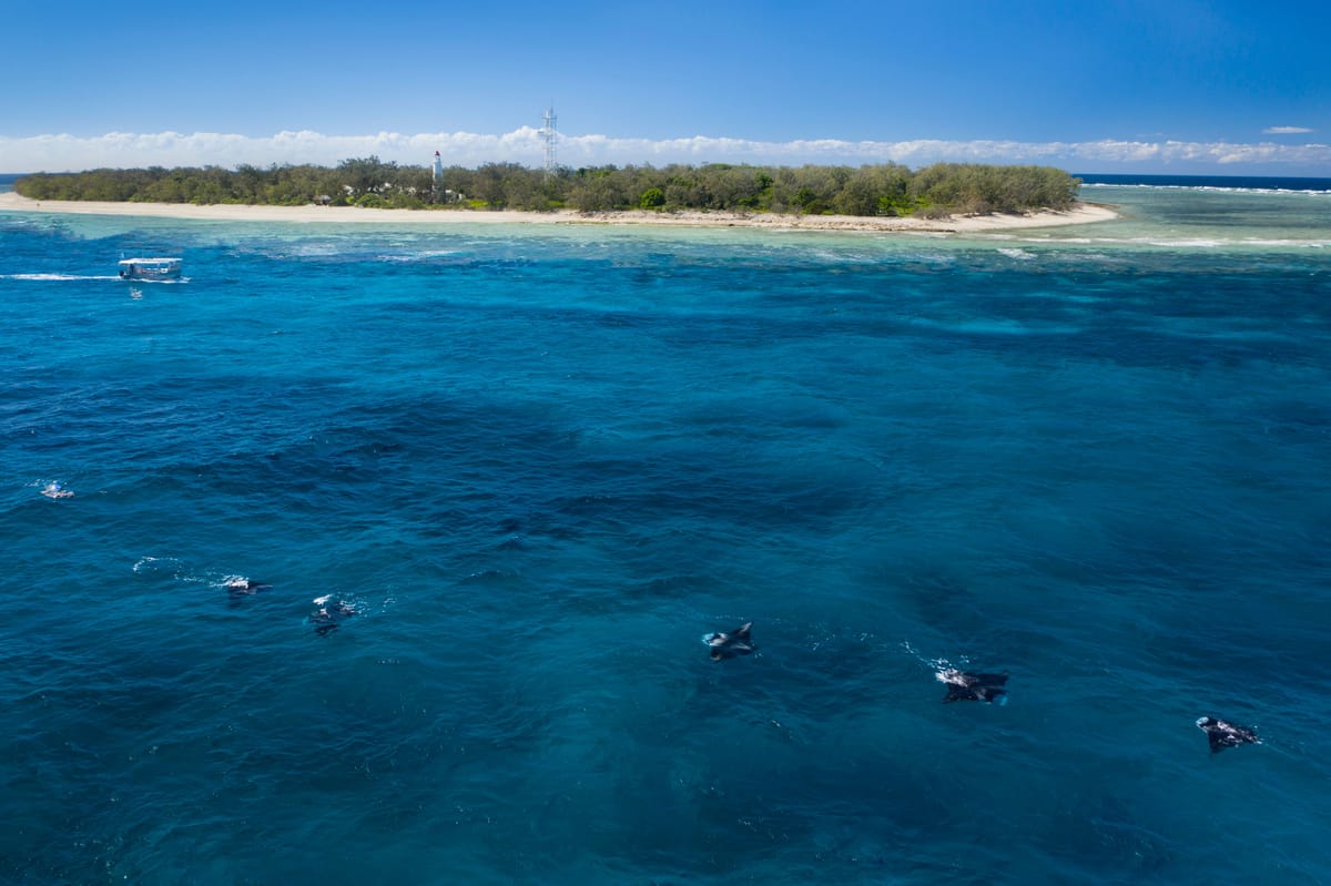 Manta Rays of Lady Elliot Island