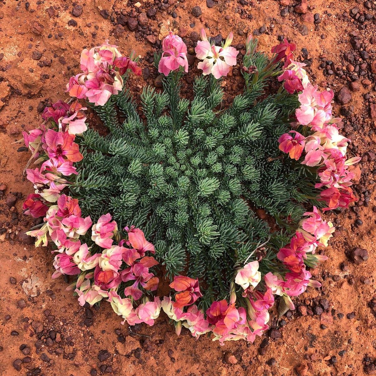 Coalseam Conservation Park and the wreath flowers