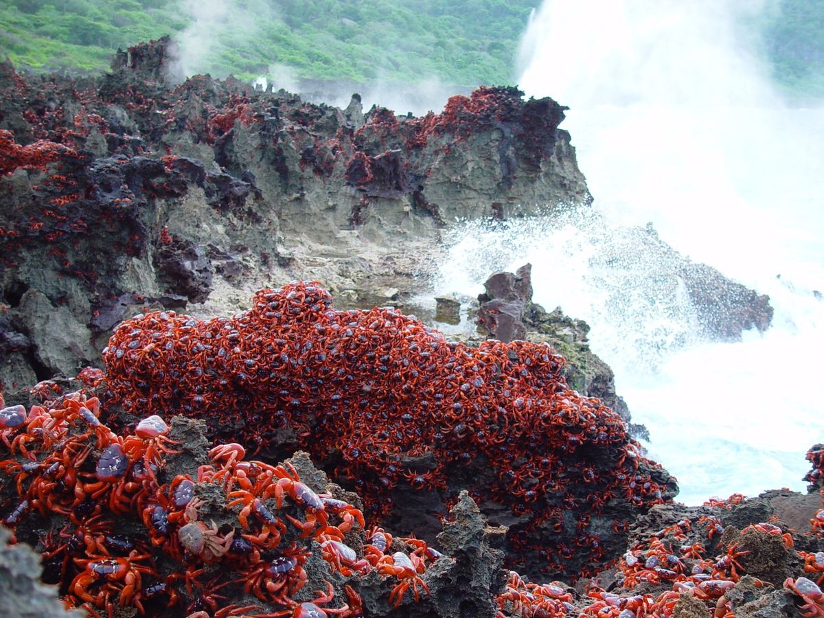Christmas Island Crab Spawning & Cocos Island Experience